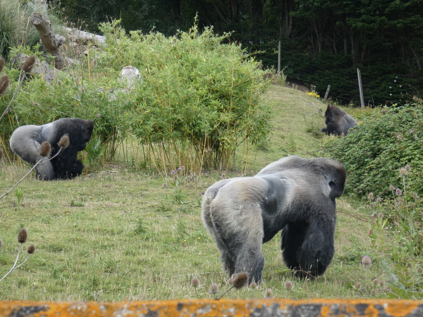Bachelor group of Gorillas