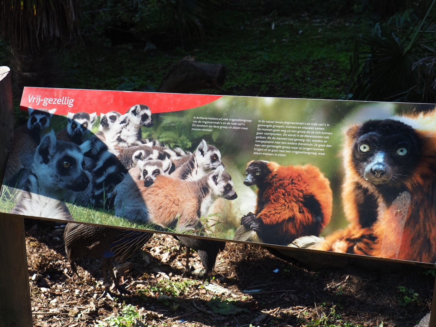 Bachelor groups sign (Sep 2nd, 2018)