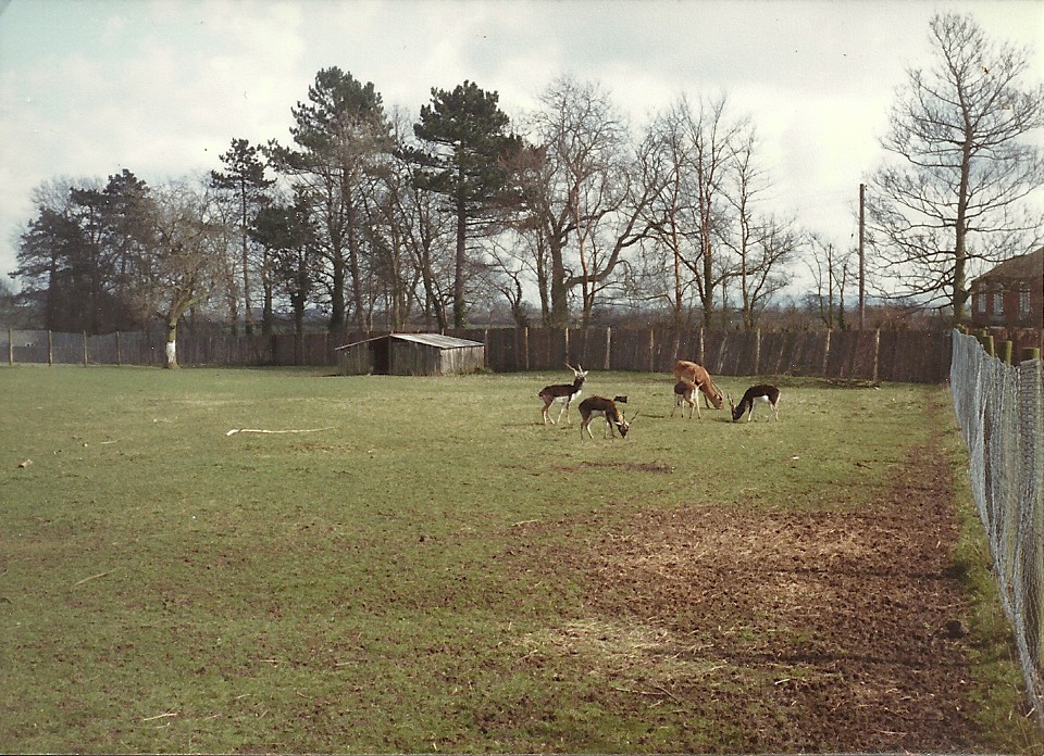 Bachelor herd of Blackbuck and male Red Lechwe early 1980s