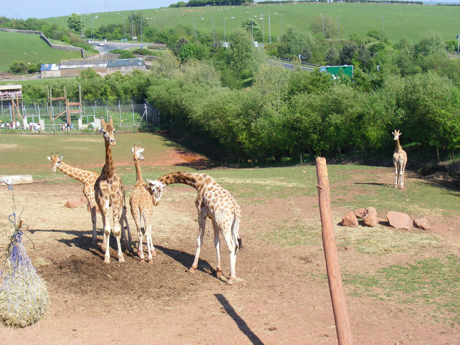Bachelor herd of giraffes (lion enclosure behind) at South Lakes Wild Anima