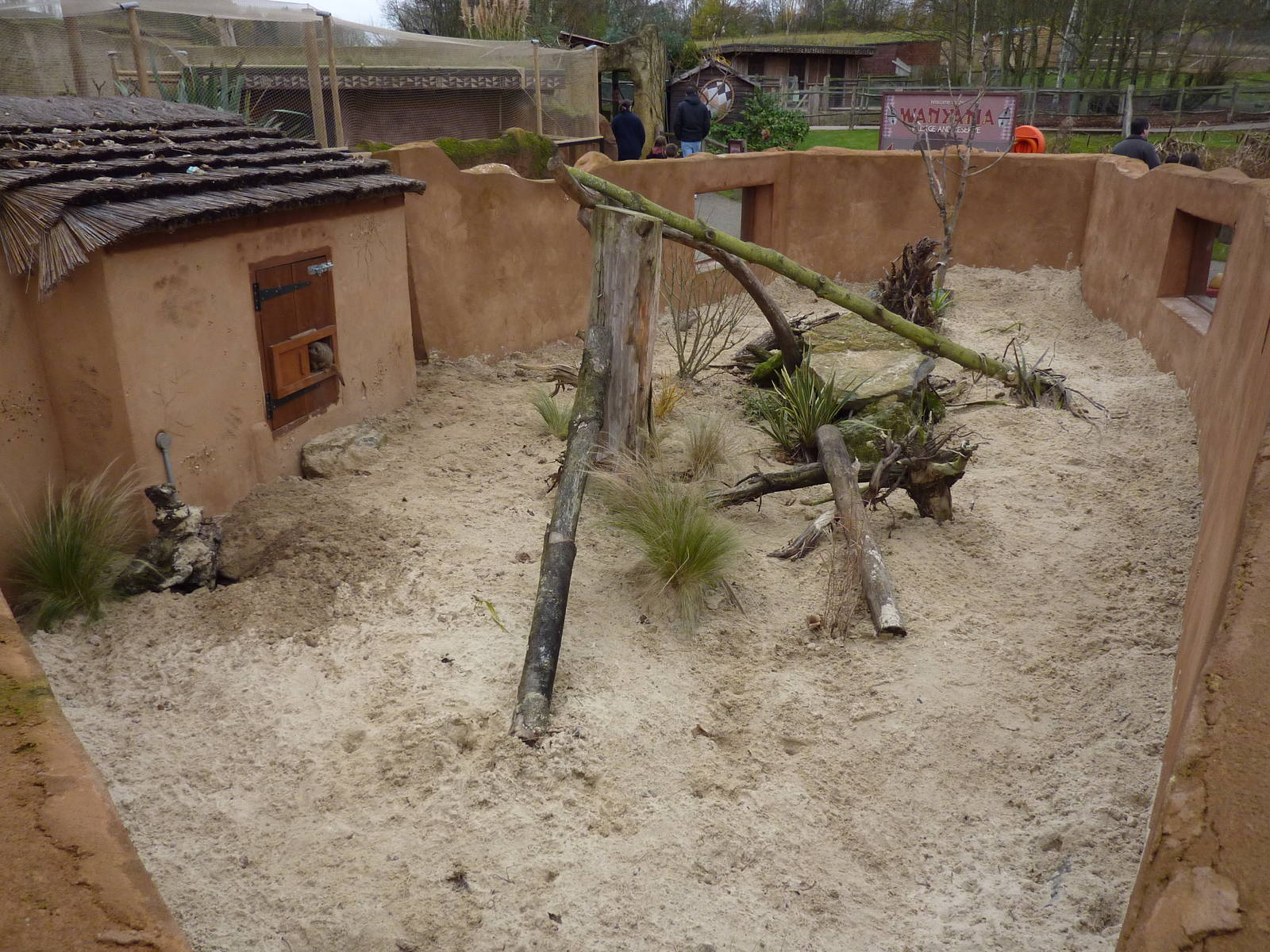 Bachelor meerkat enclosure