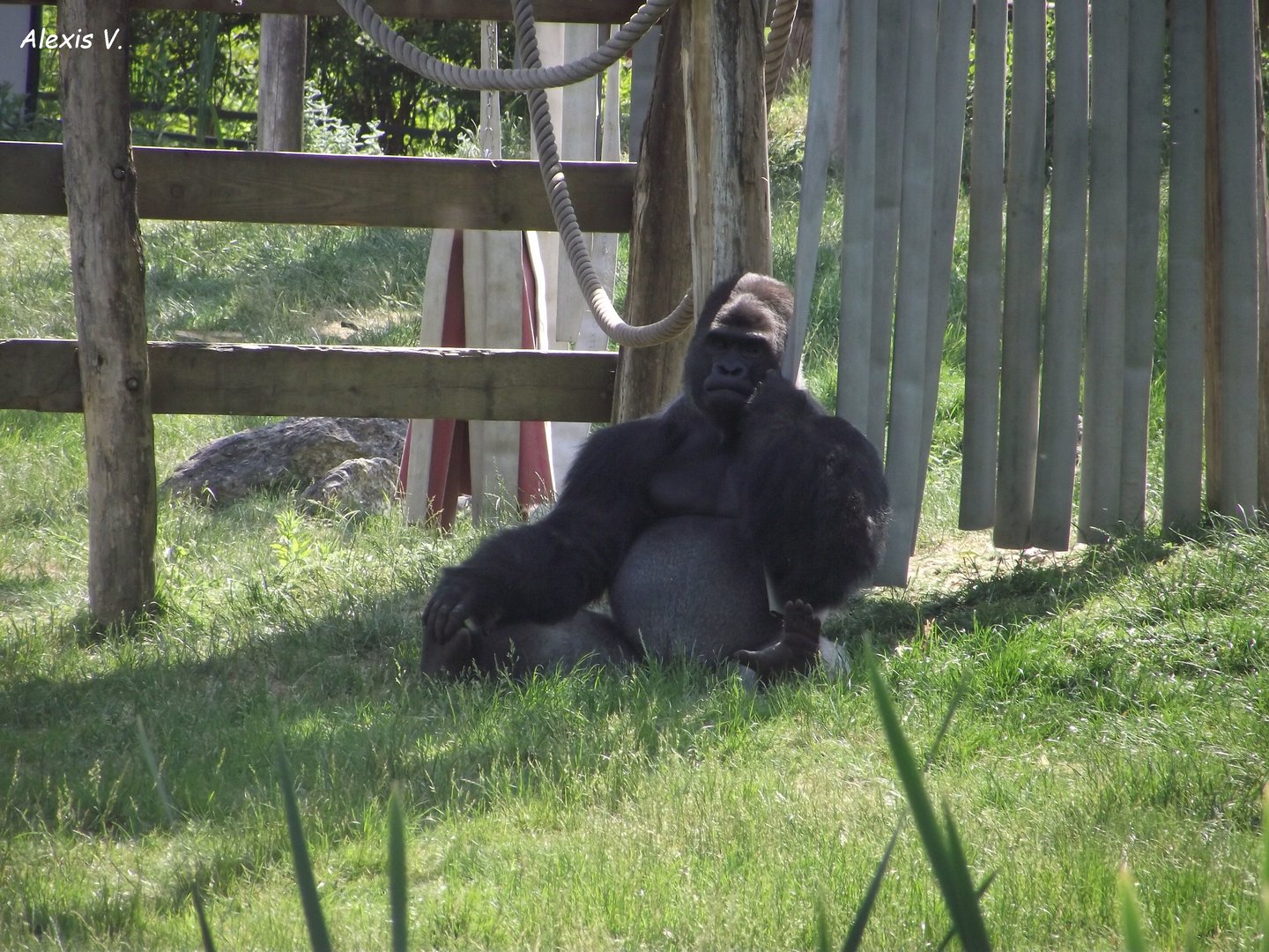 Bachelor Plains Gorilla - Zooparc de Beauval - 06/2023