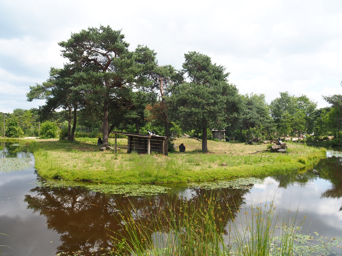 Bachelor Western lowland gorilla and Mantled colobus island, 2022-06-12