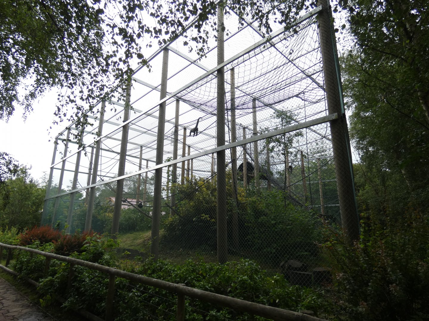 Bachelor Woolly monkey group enclosure