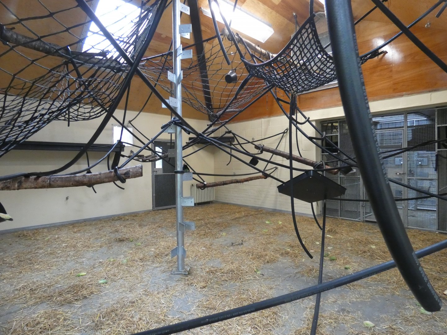 Bachelor Woolly monkey indoor enclosure