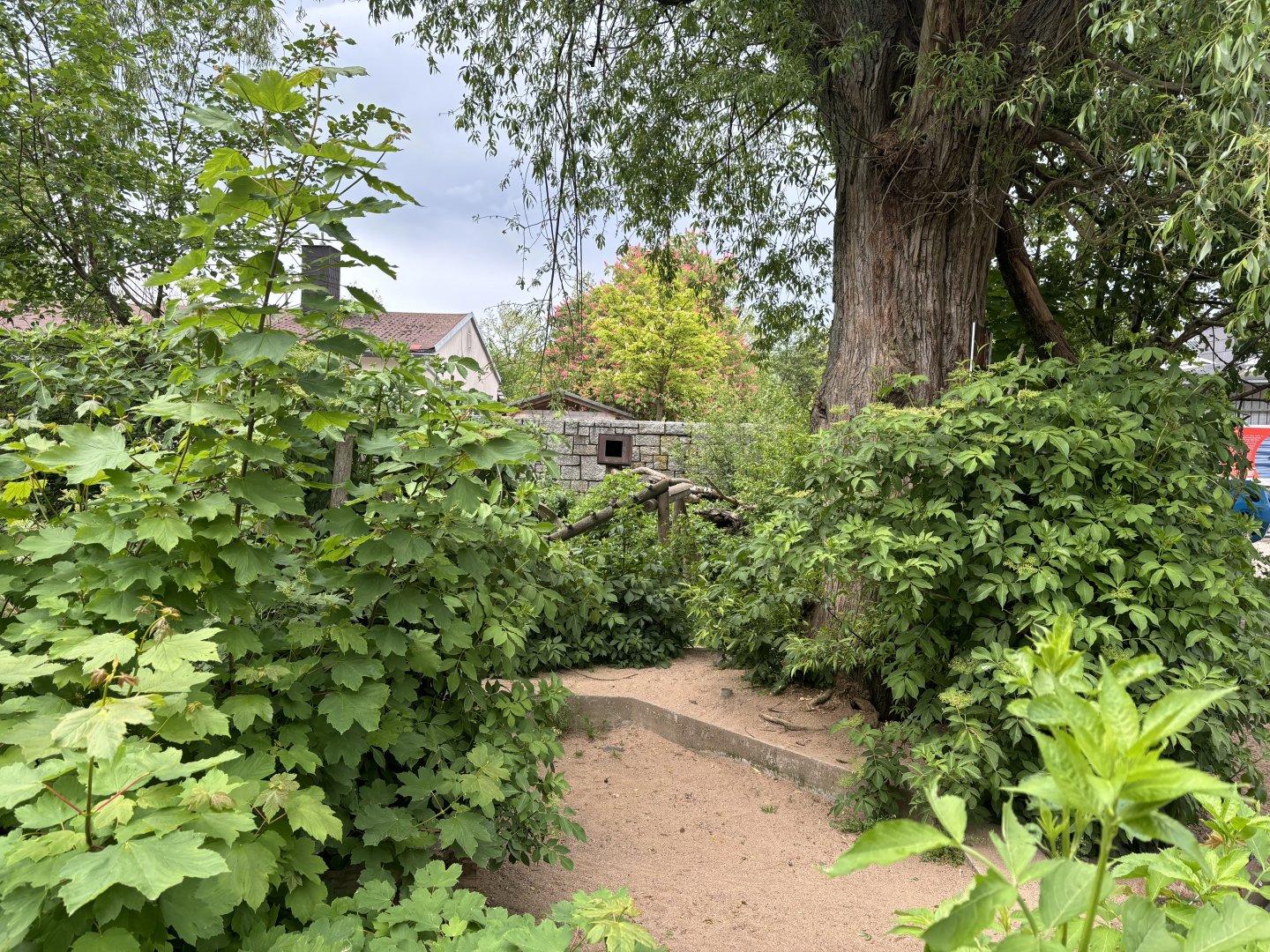 Back Area of the Raccoon Enclosure at Zoologischer Garten Hof