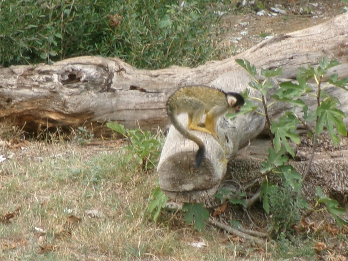 Back-capped squirrel monkey
