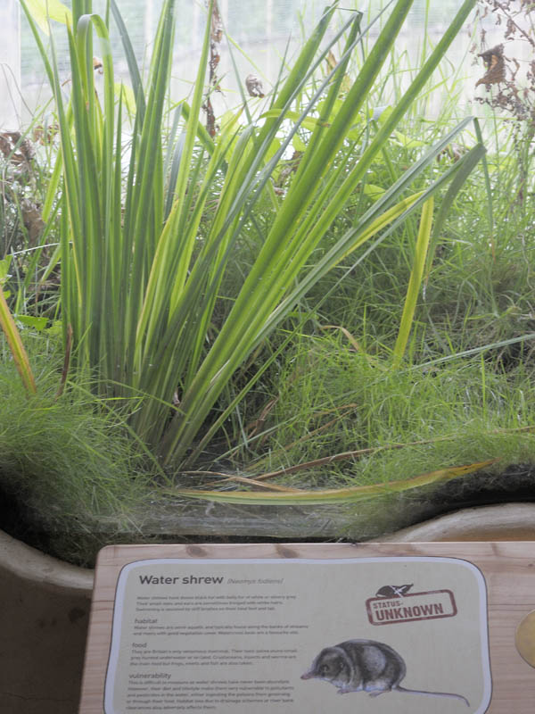 Back from the Brink 3 water shrew exhibit