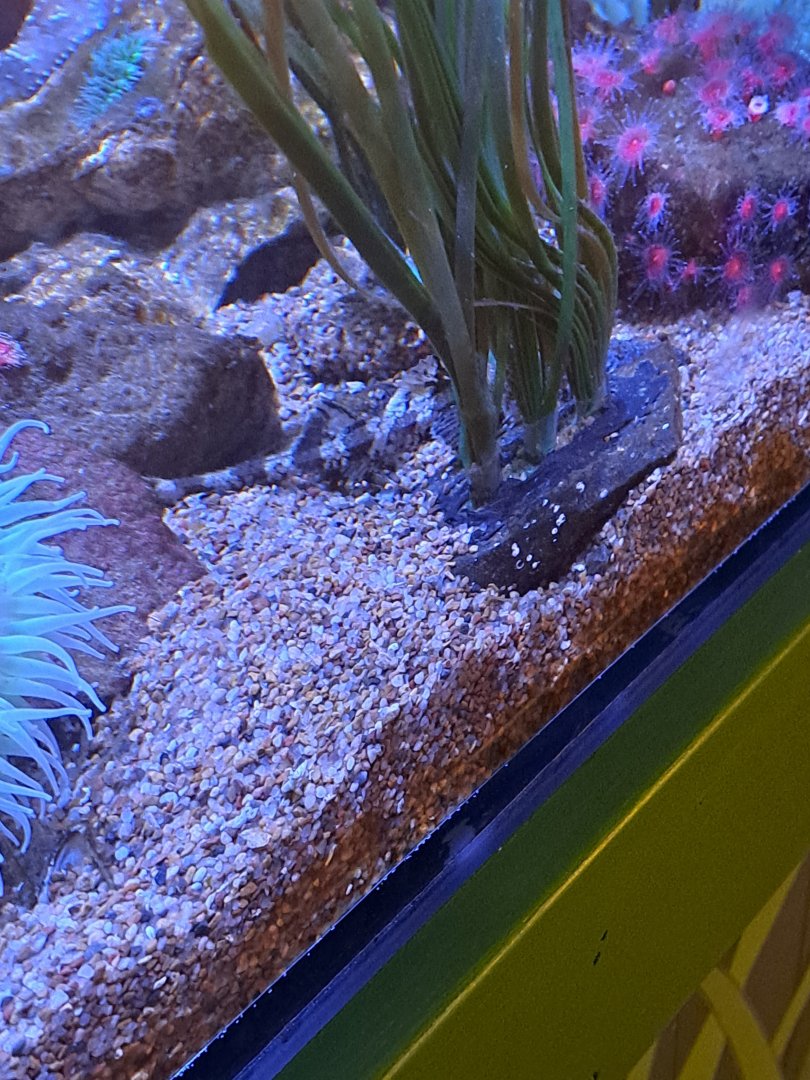 back half of pacific ocean fish