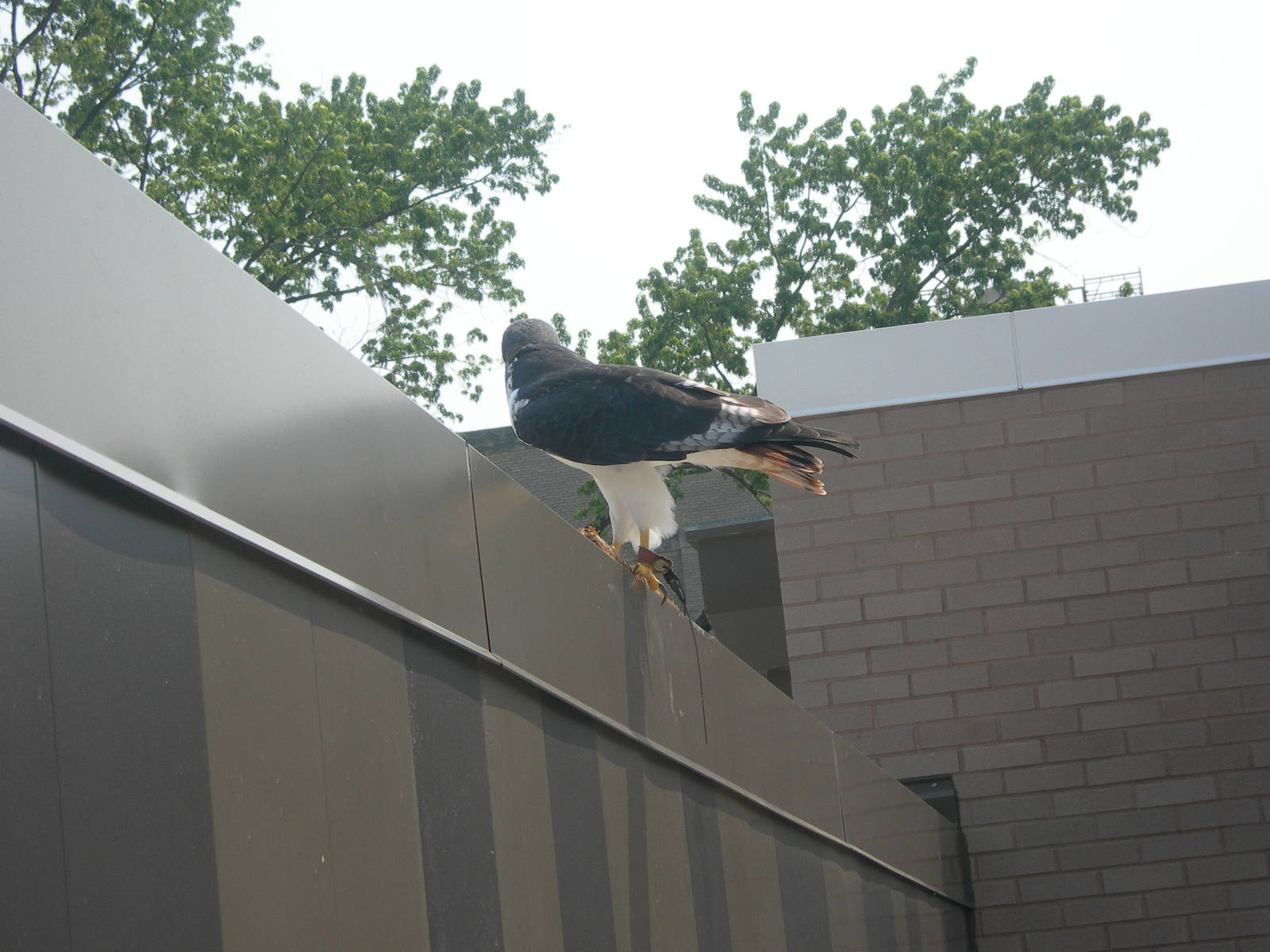 Back of Augur Buzzard in Sky Deck Presentation