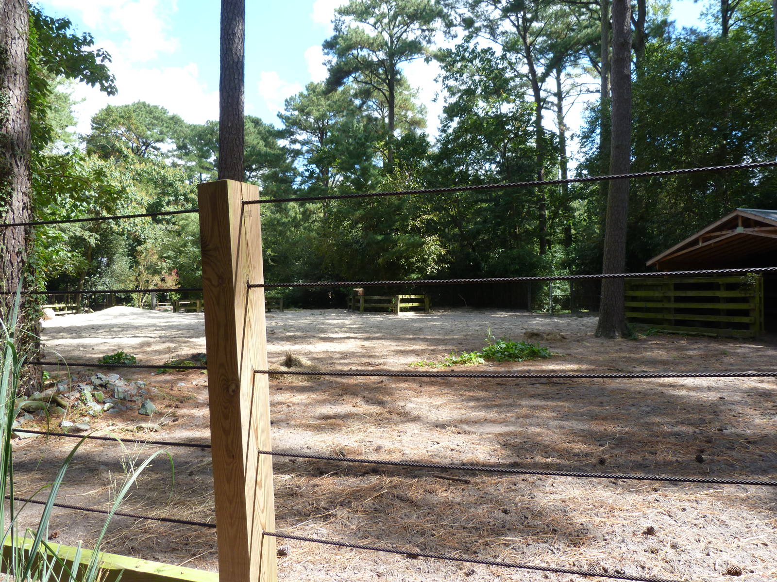 Back of Bison Exhibit - 9/7/2013