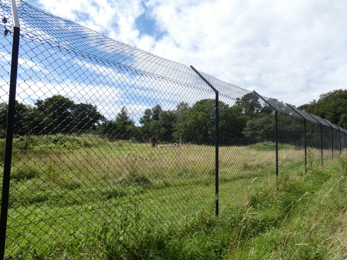 Back of Cheetah enclosure