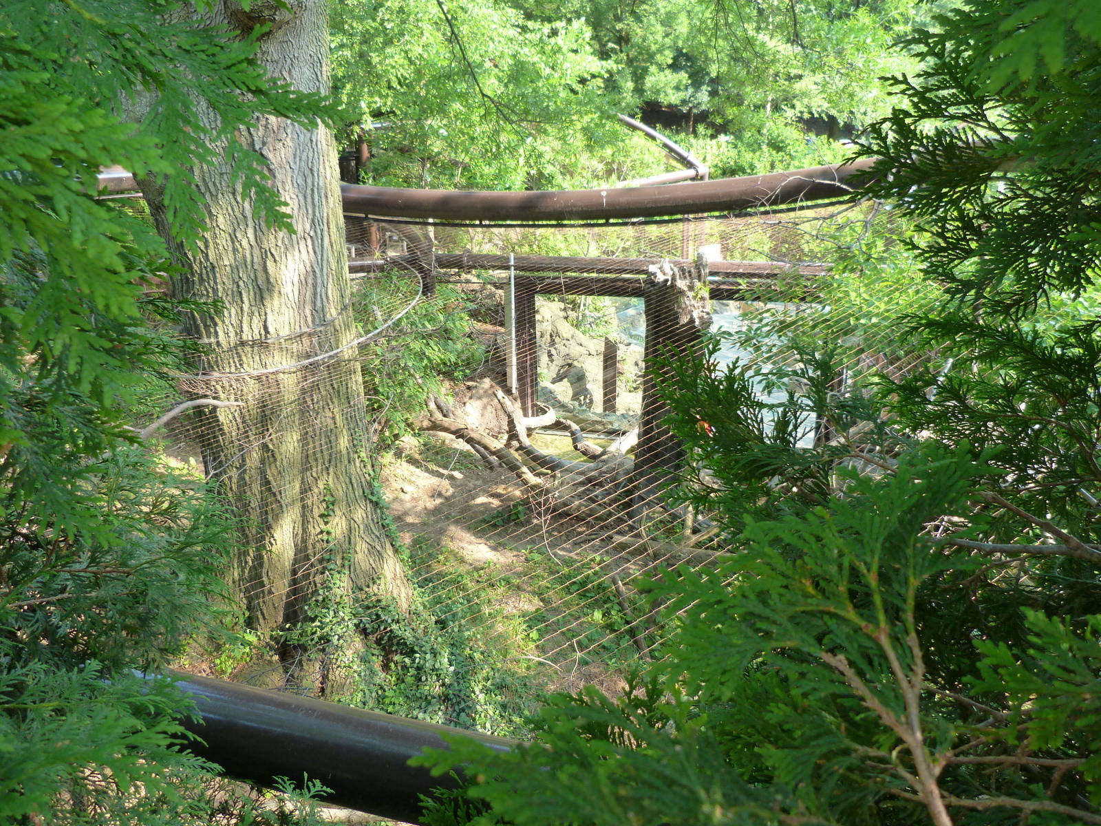 Back of Fishing Cat Exhibit