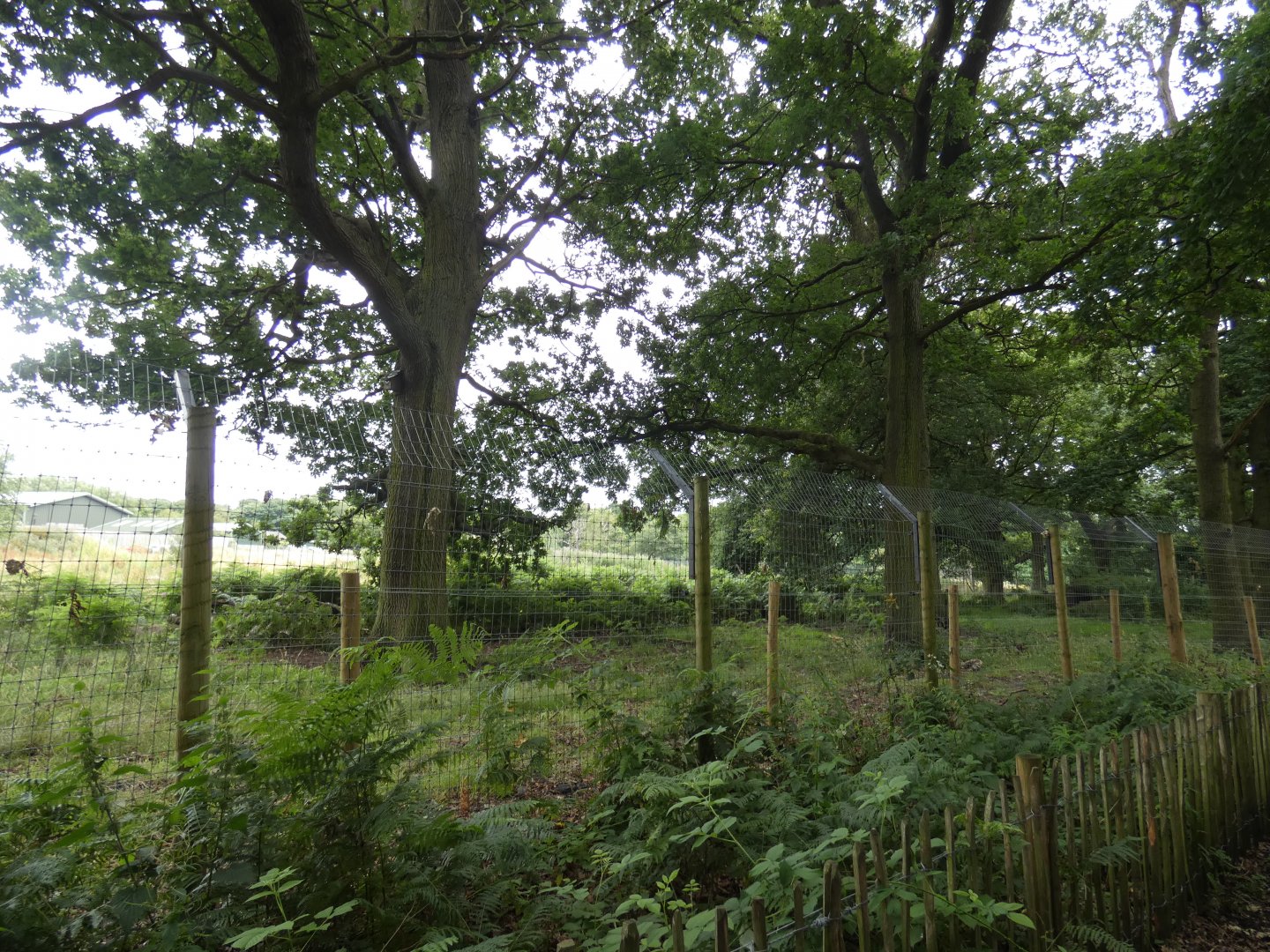 back of Iberian Wolf enclosure