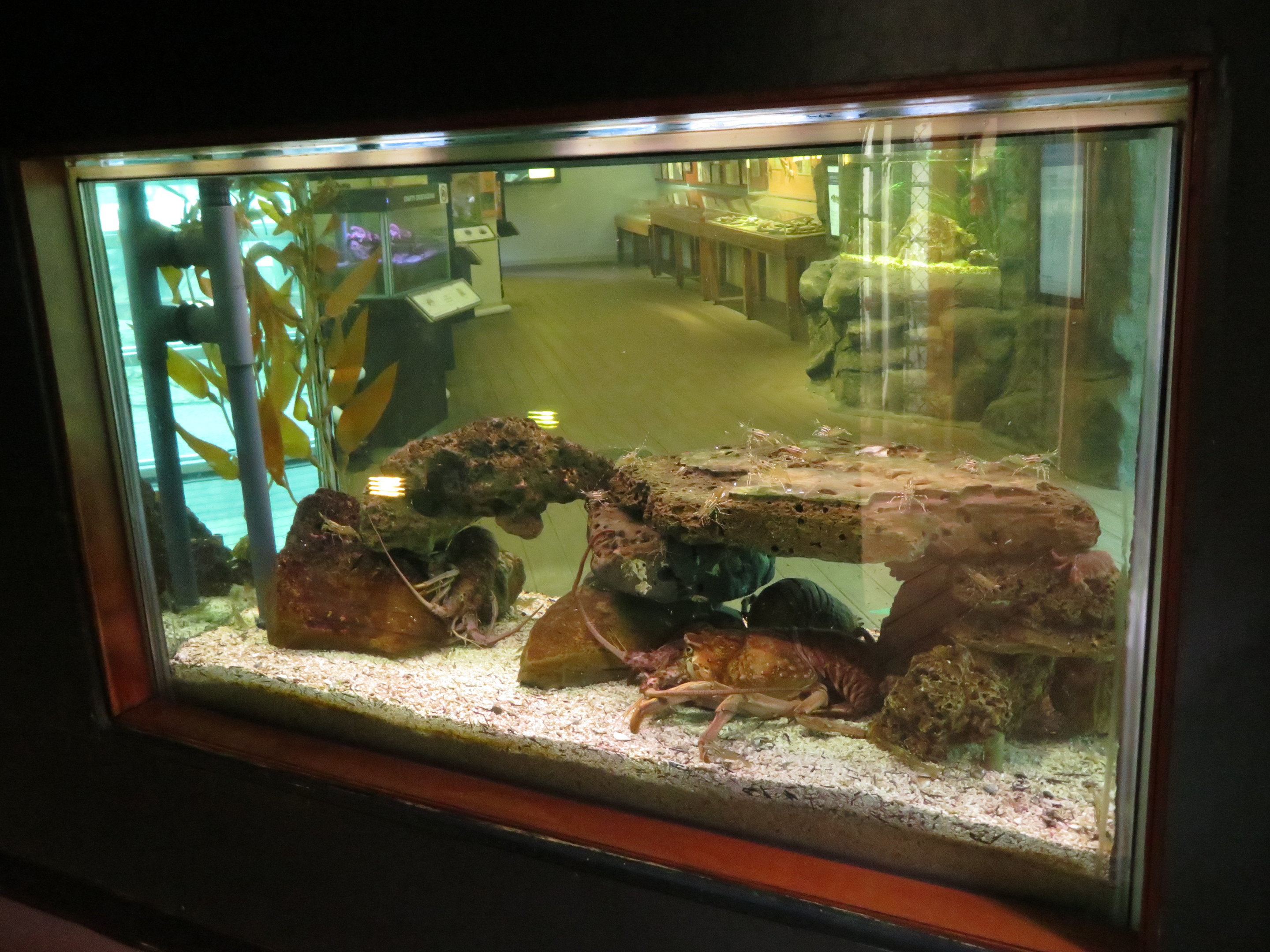 Back of Large Crustacean Tank