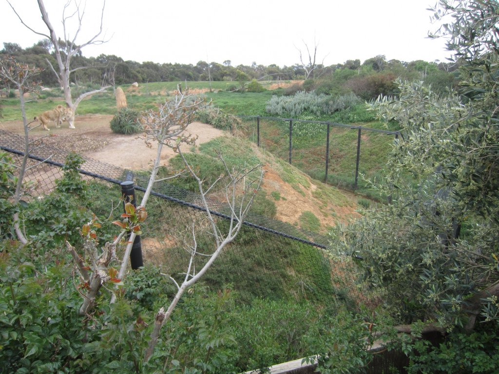 Back of Lion enclosure