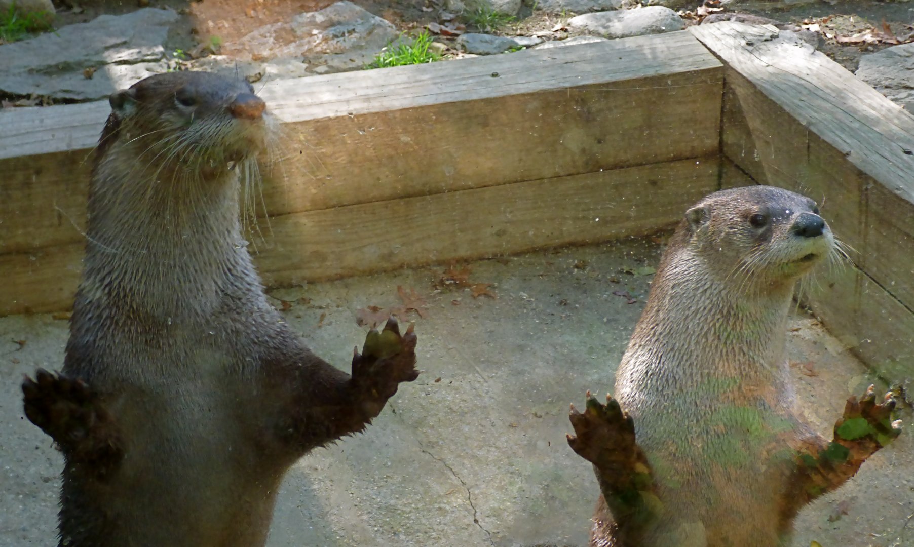 Back of Otter Exhibit, October 2017
