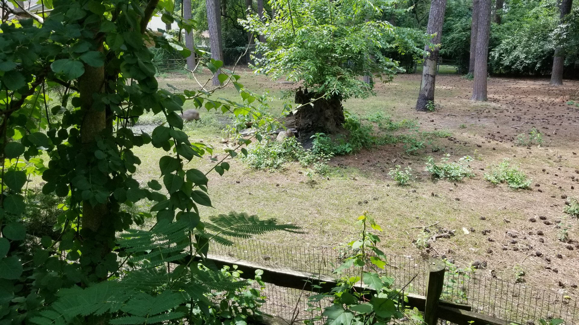 Back of S.america enclosure