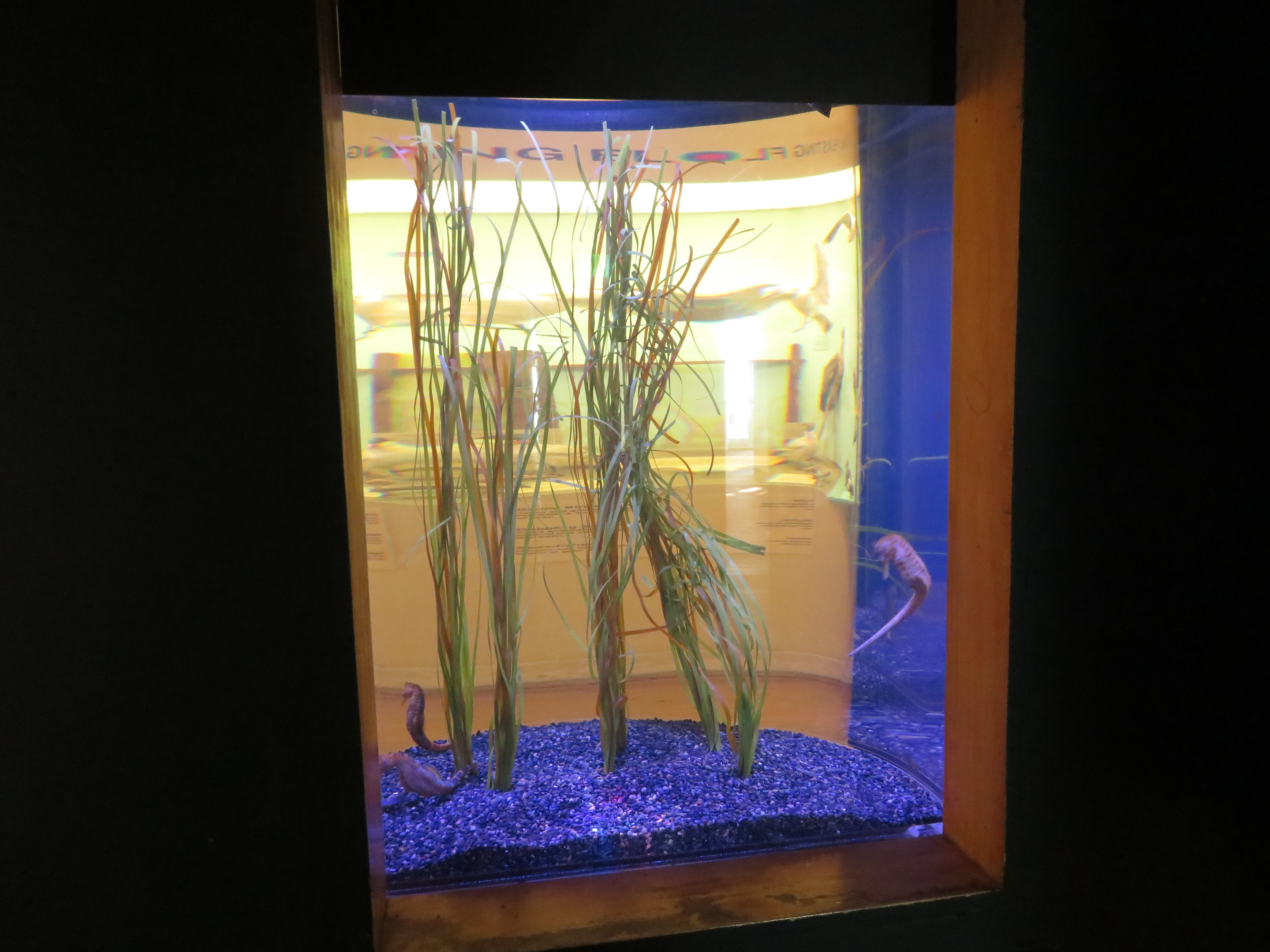 Back of Seahorse Tank