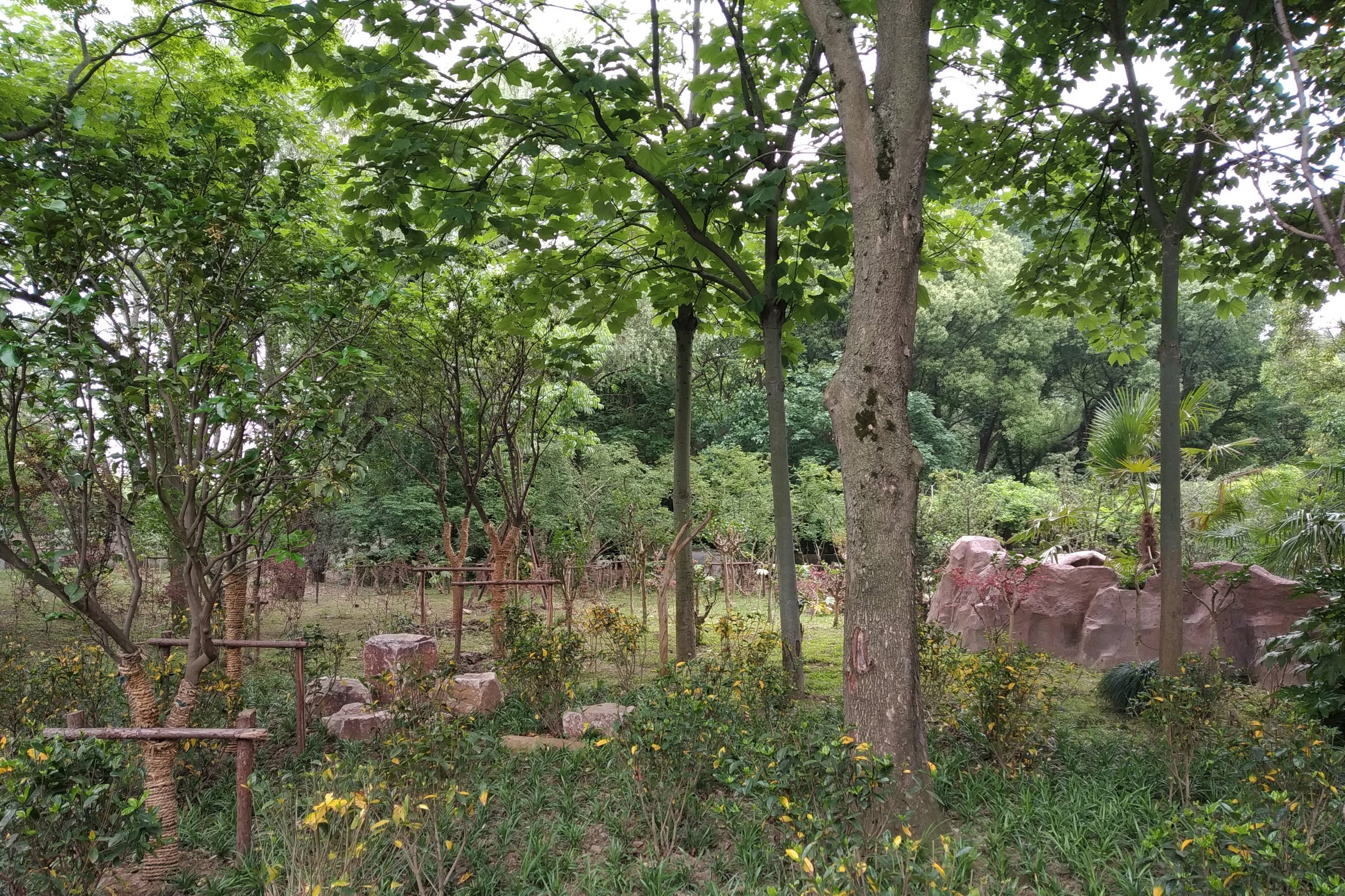 Back Of Small Carnivore Exhibit