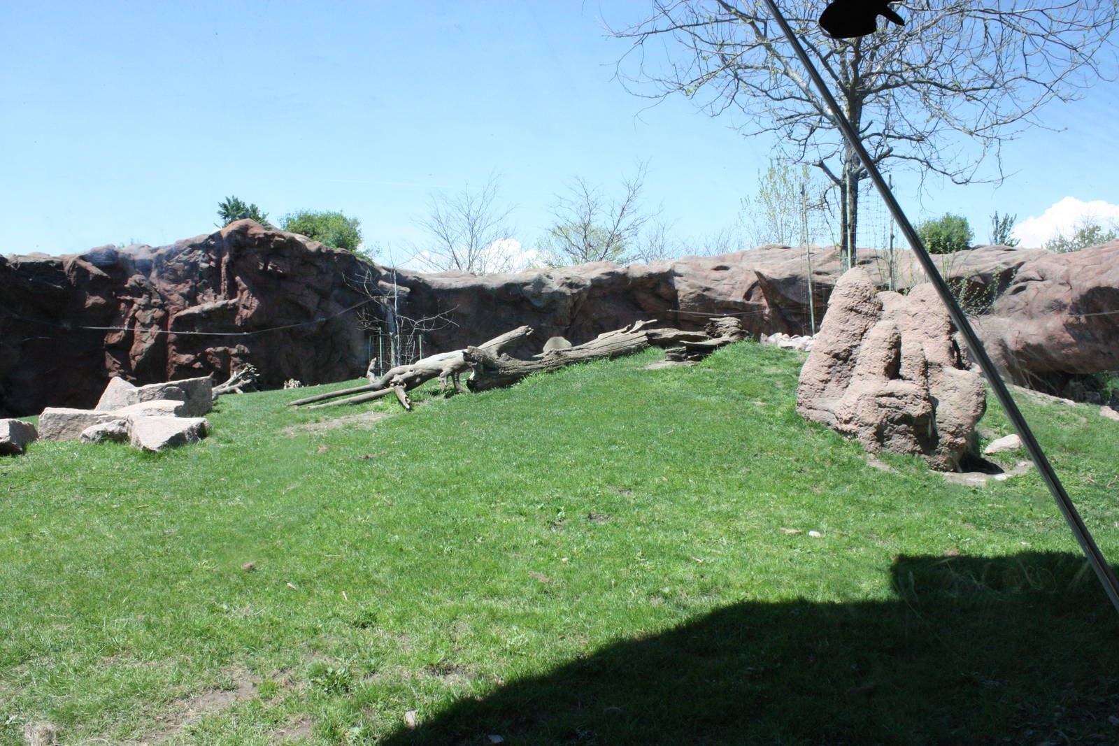 Back of the Baboon Exhibit