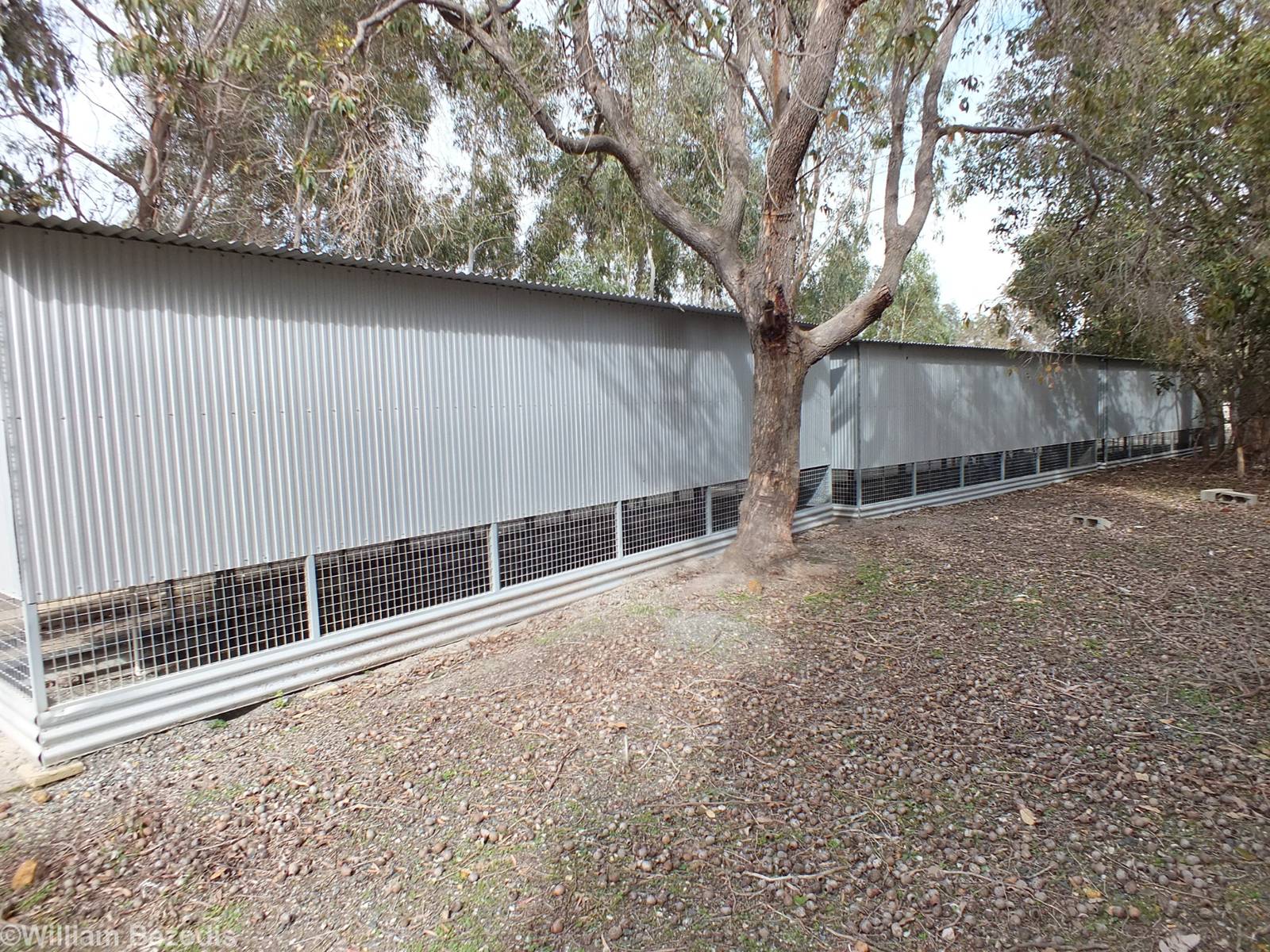 Back of the Tiny Parrot Cages - Cohunu Koala Park
