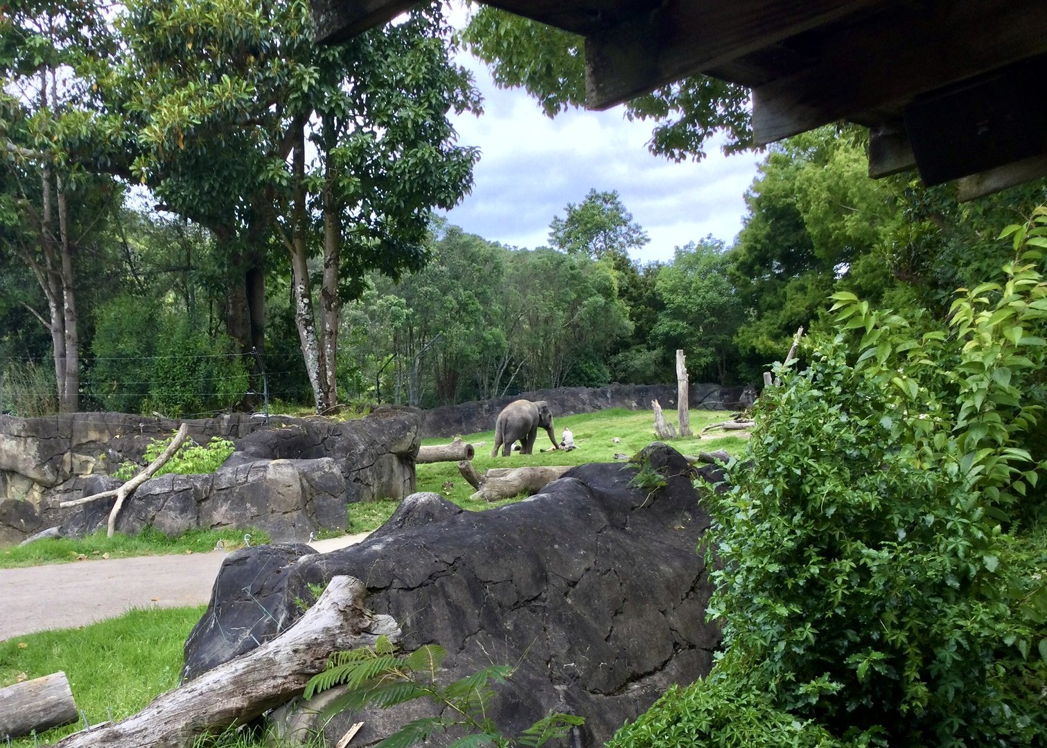 Back Paddock (Indian elephant)