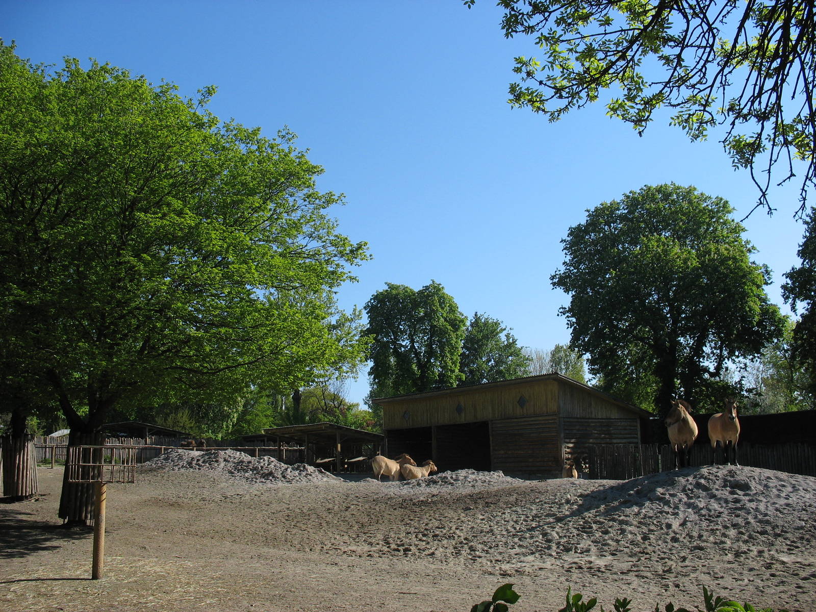 Back part of the Przewalski's horse enclosure