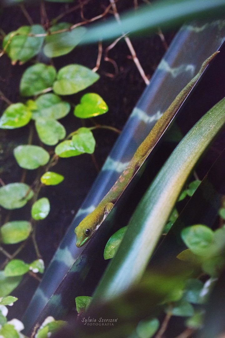 Back-striped day gecko (Phelsuma dorsivittata)