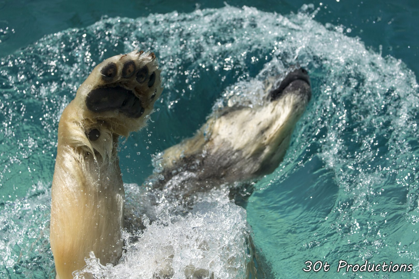 Back stroke or bear stroke?