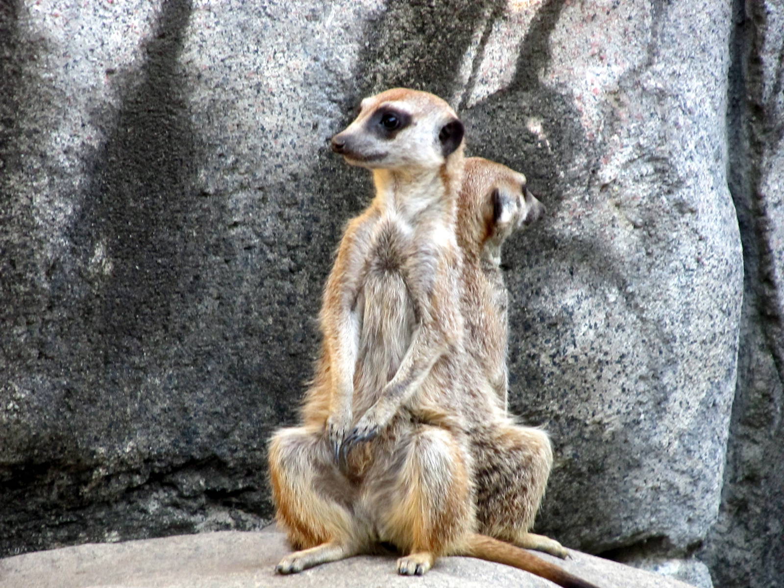 Back-to-back Meerkats