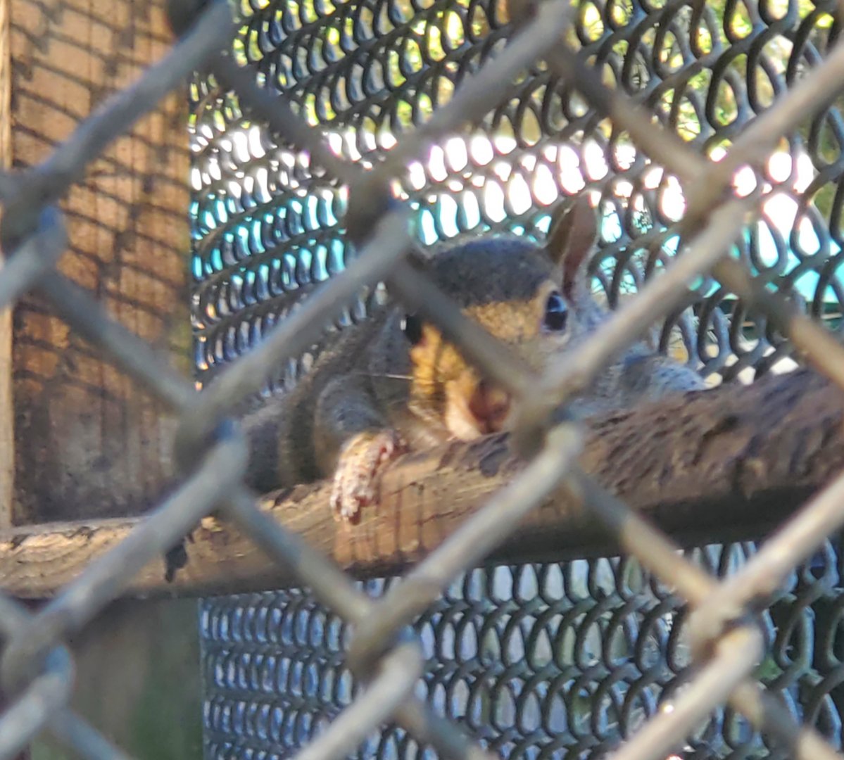 Back To Nature Wildlife Refuge - Eastern Gray Squirrel