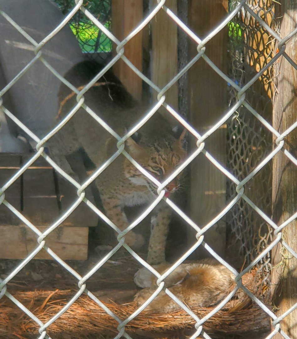 Back To Nature Wildlife Refuge - Florida Bobcat