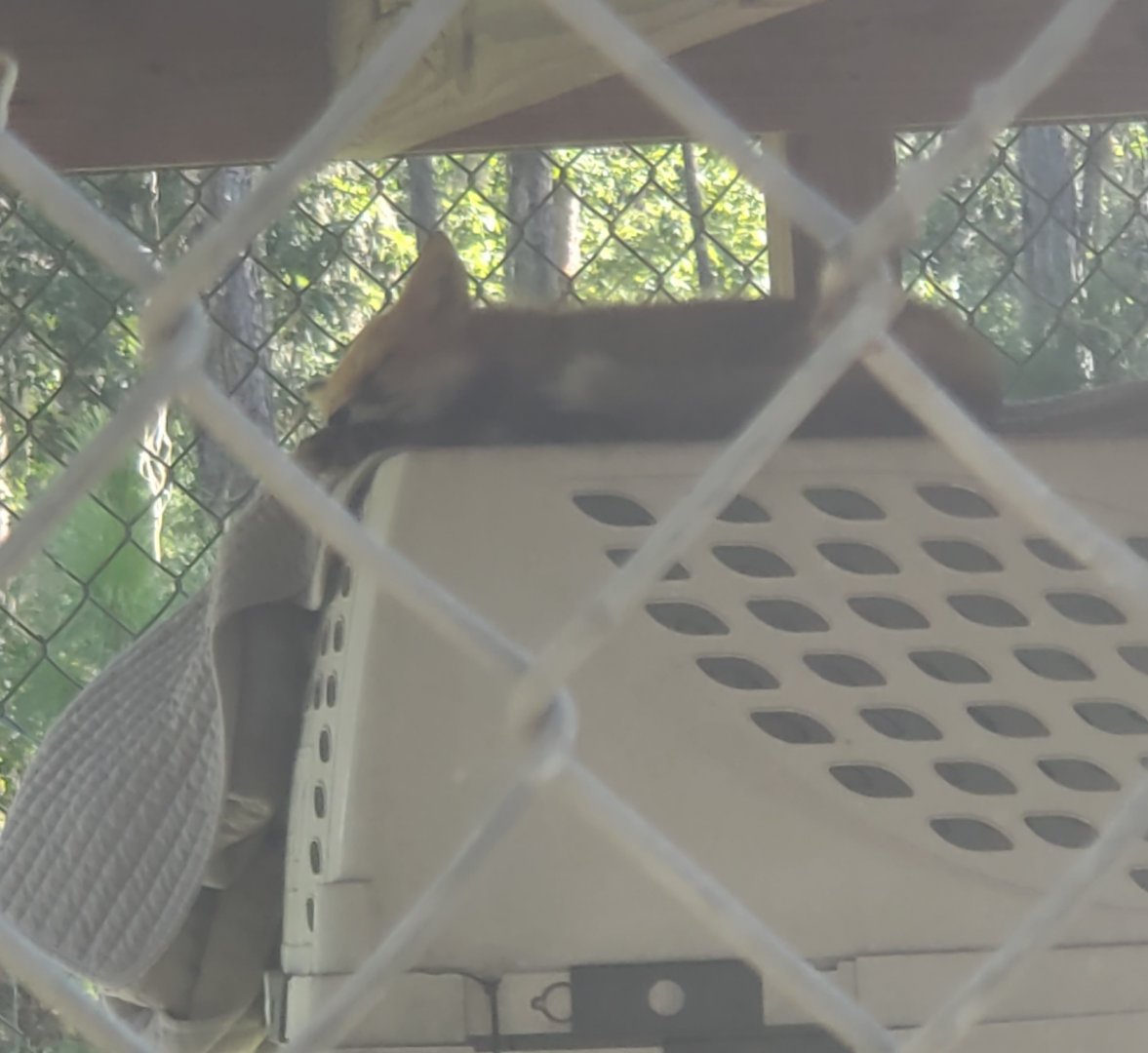 Back To Nature Wildlife Refuge - Red Fox