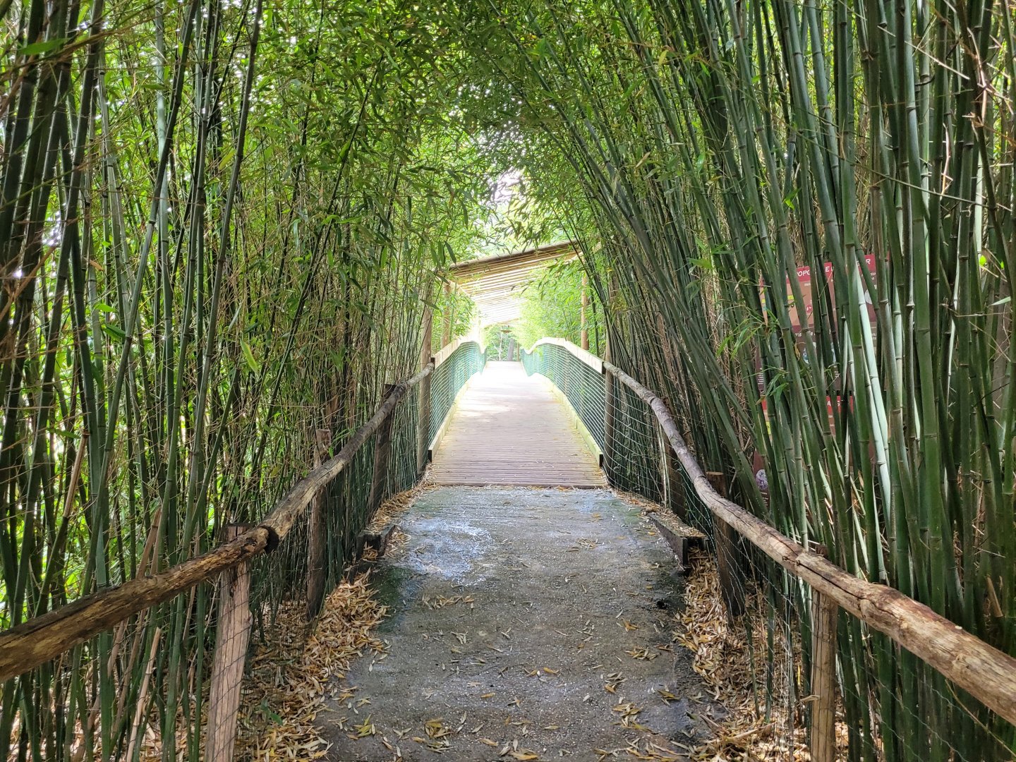 Back to the first broadwalk -Zoo du bassin d'Arcachon (2024)