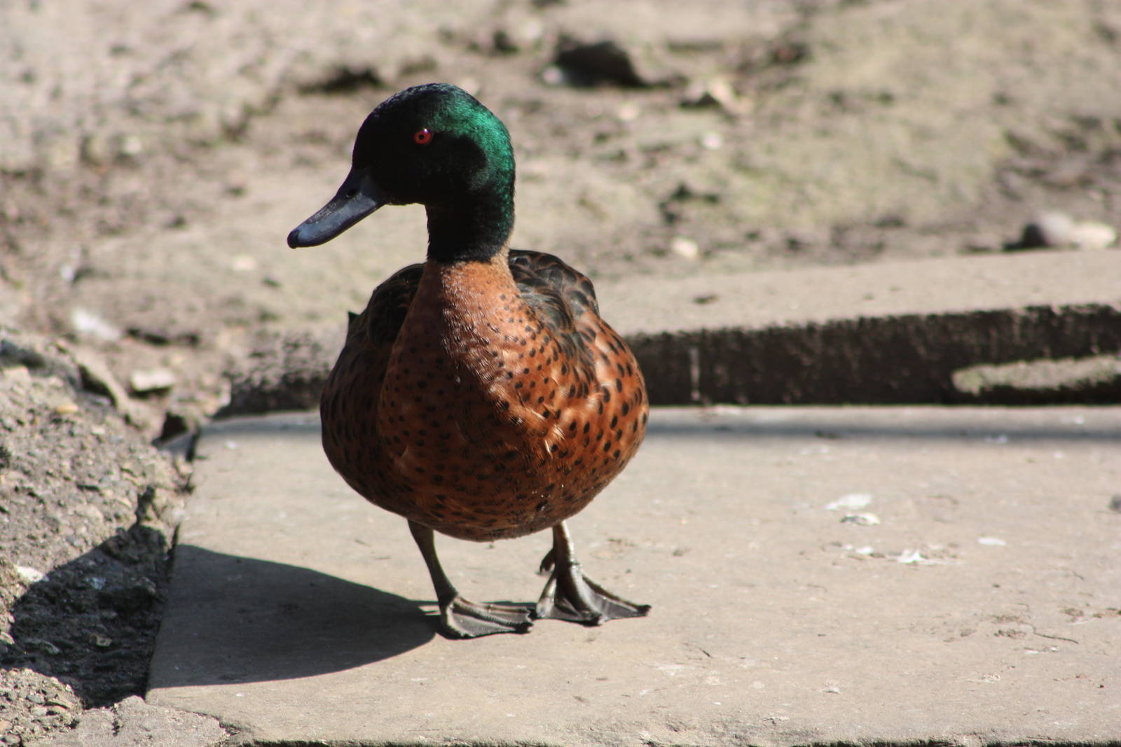 Back to the hybrids, 1st June 2014