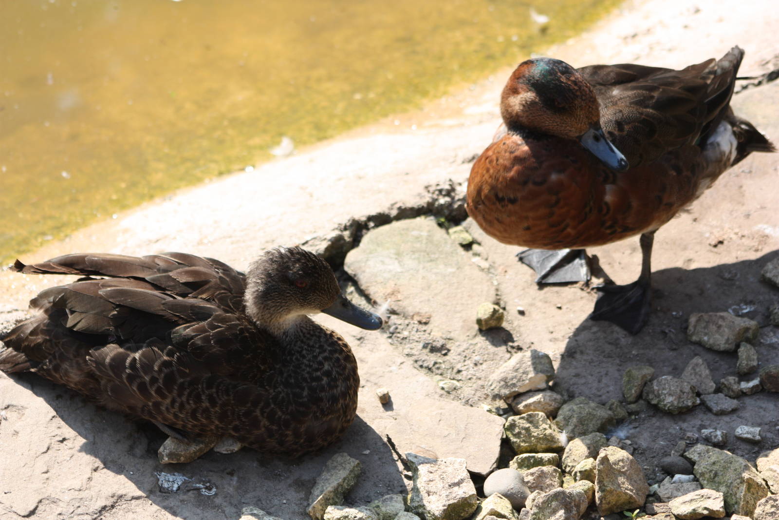 Back to the hybrids, 1st June 2014