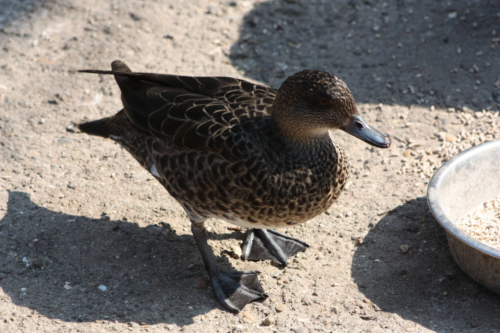 Back to the hybrids, 1st June 2014