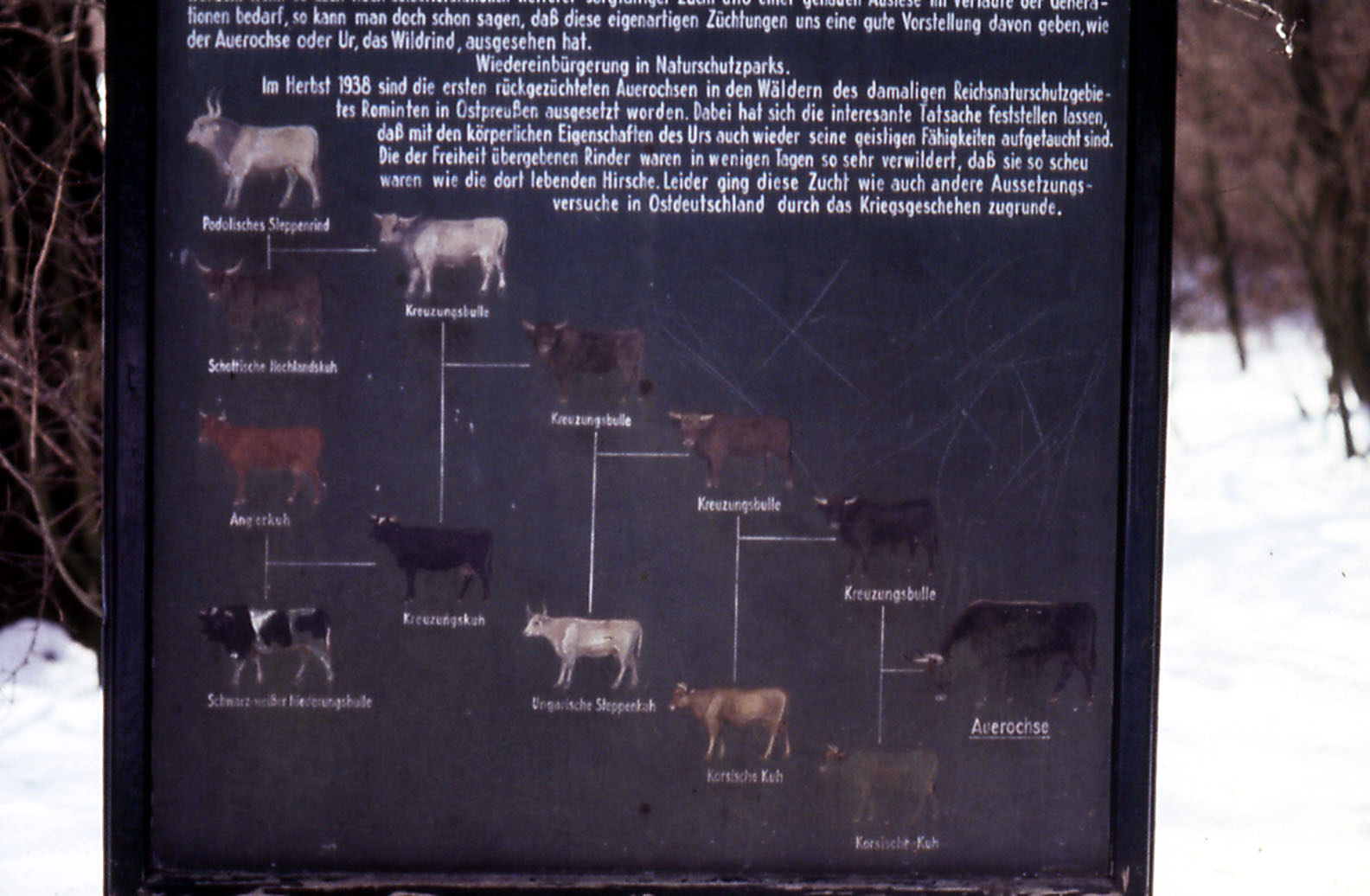 Backbreeding graphic - 1984