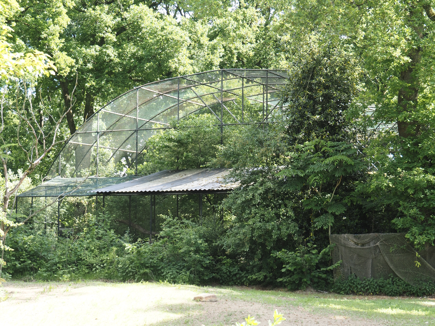 Backside of Cinereous vulture and Black swan aviary, 2025-05-17