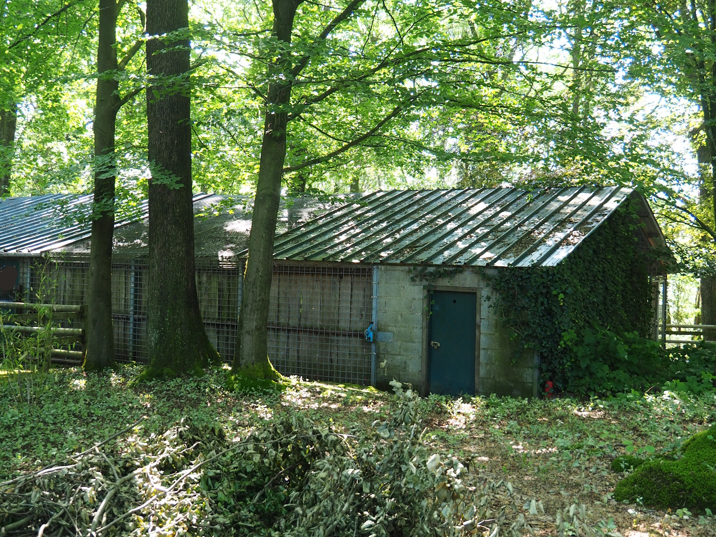 Backside of Clouded leopard exhibit, 2023-06-24
