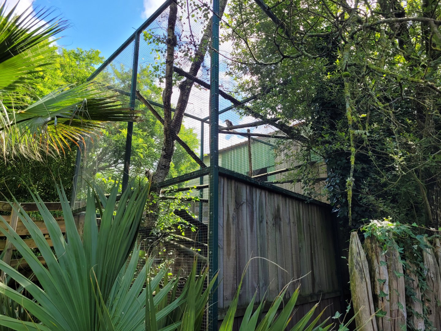 Backside of the kookaburra aviary -Zoo du bassin d'Arcachon (2024)