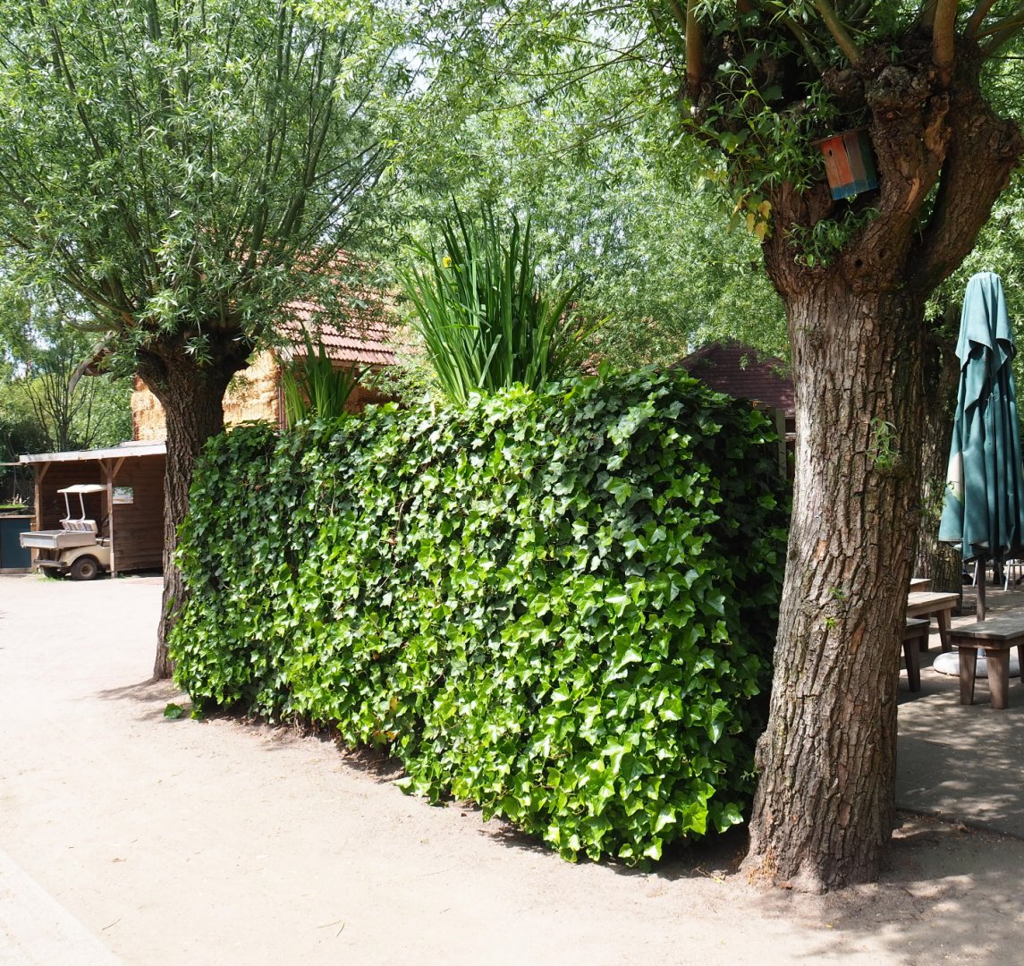 Backside of the outdoor goldfish aquarium, 2019-05-25