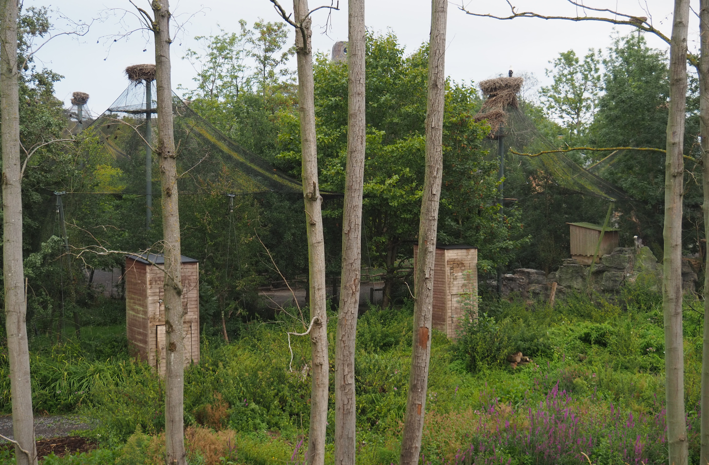 Backside of the raptor aviaries, seen from The Last Frontier, 2020-09-03