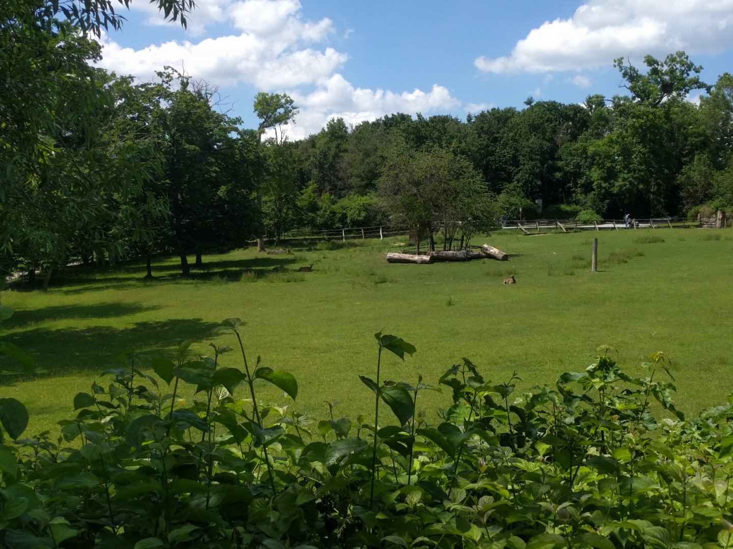 Backside View of European red Deer Enclosure