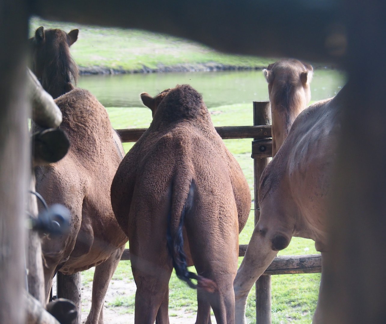 Backsides of the Dromedary camels (Camelus dromedarius), 2019-08-11