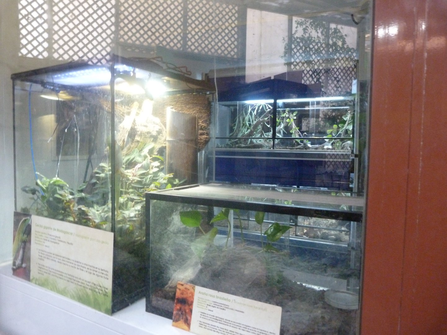 Backstage view -Faunia (2025)