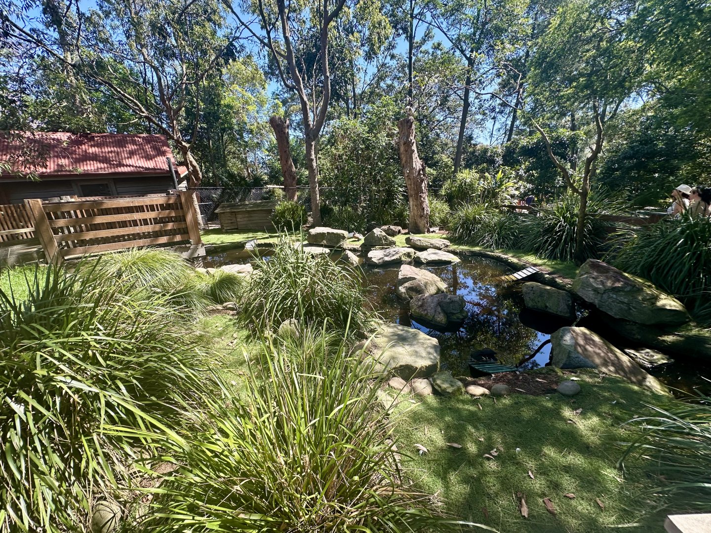 Backyard to Bush - Duckpond