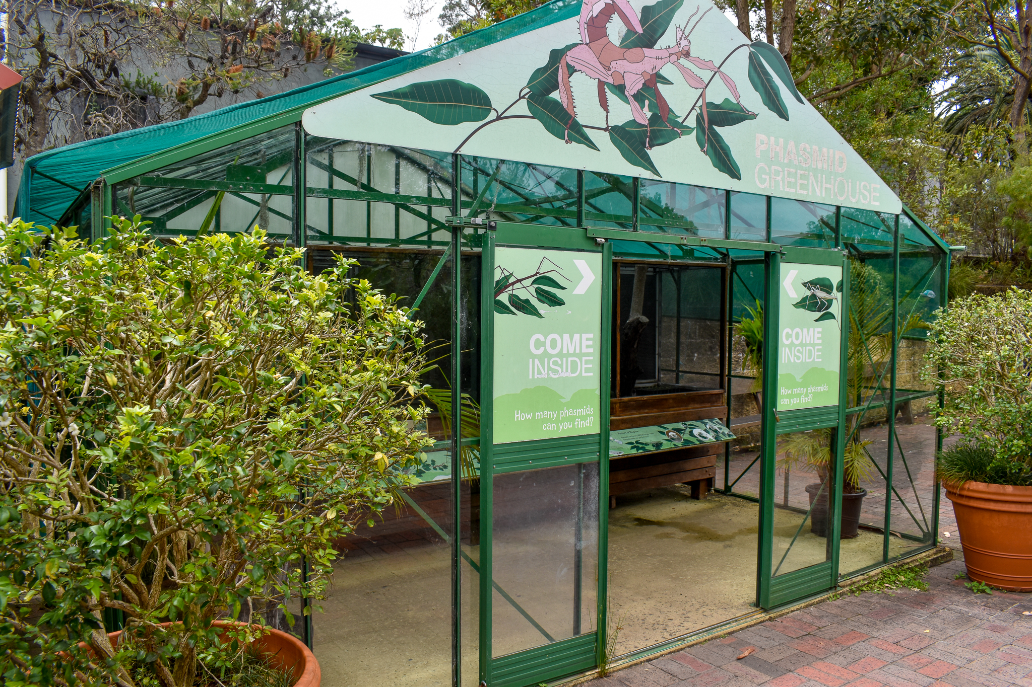 Backyard to Bush - Phasmid Greenhouse