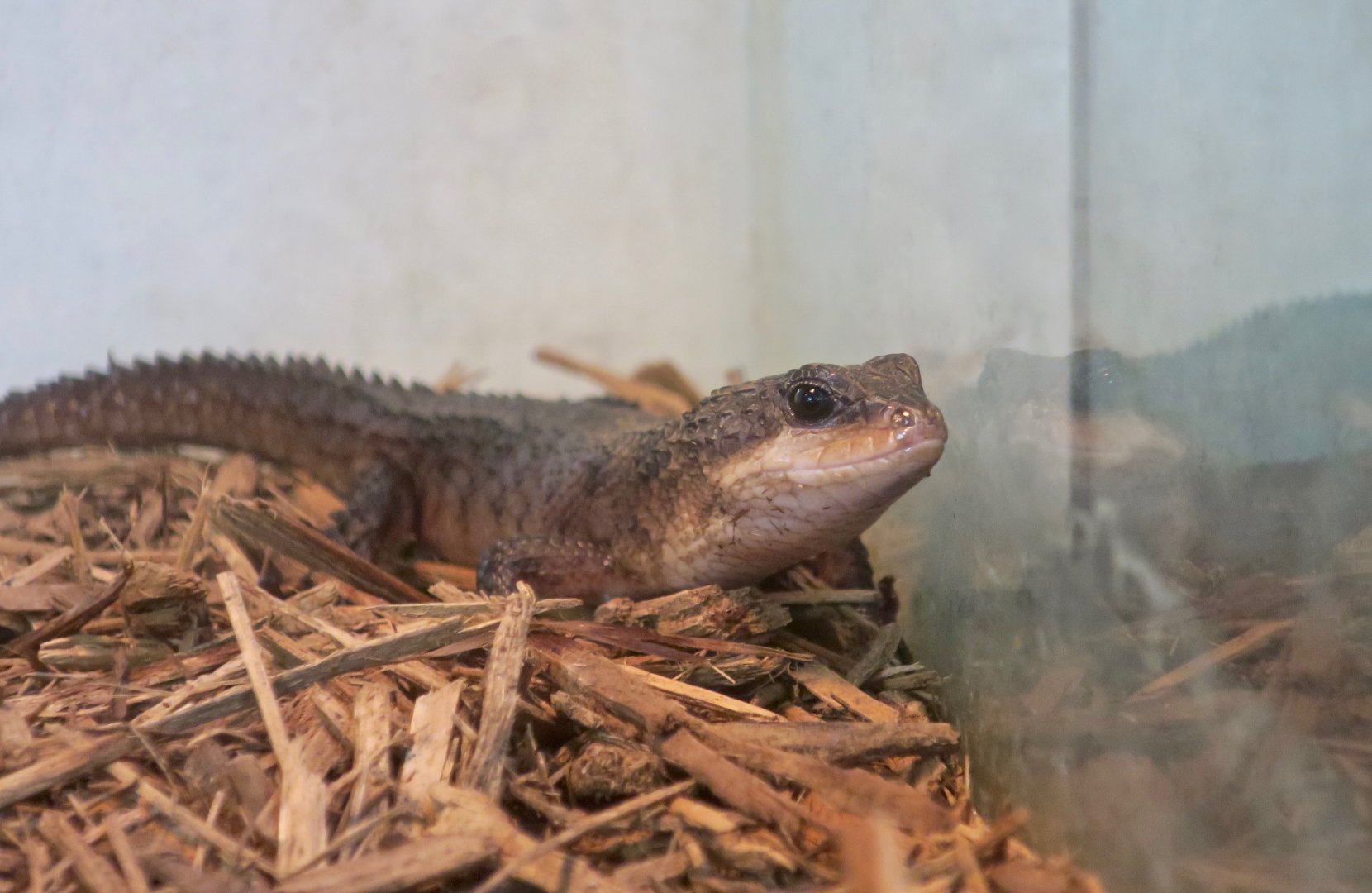 Bacon's Water Skink (Tropidophorus baconi)